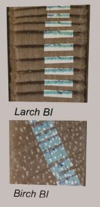 Measuring Blue Intensity for Larch and Birch on CooRecorder