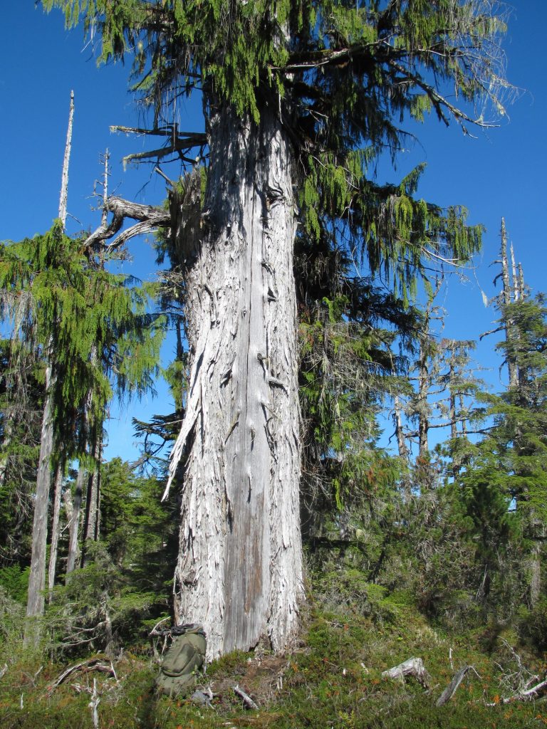 Alaska Yellow Cedar The College of Wooster Tree Ring Lab