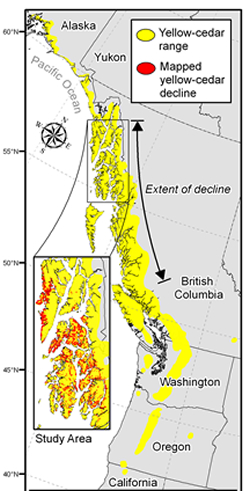 Yellow cedar decline concentrated in Alaska along the Pacific coast